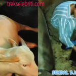 Momen Lucu Kerbau Albino