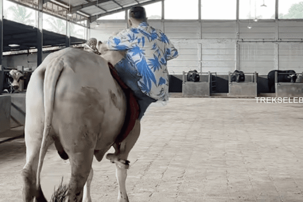 Raffi Ahmad Terjungkal