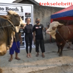 Penampakan Dua Sapi