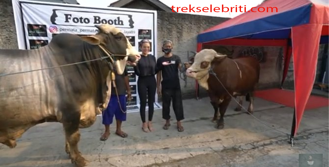 Penampakan Dua Sapi